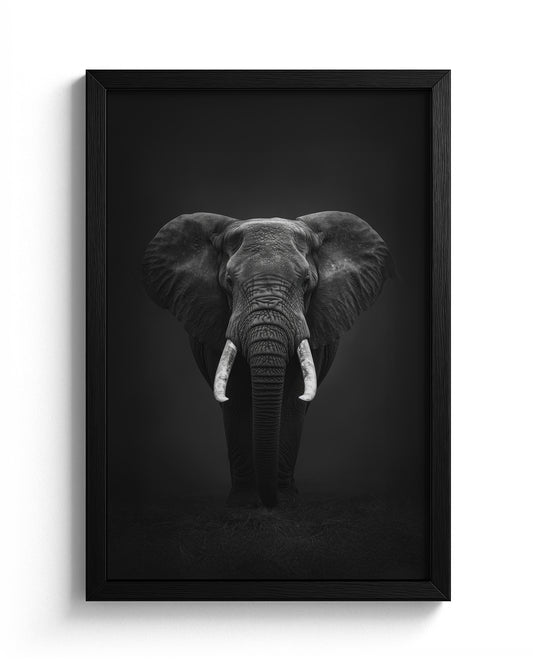 Ivory Monarch in the Night