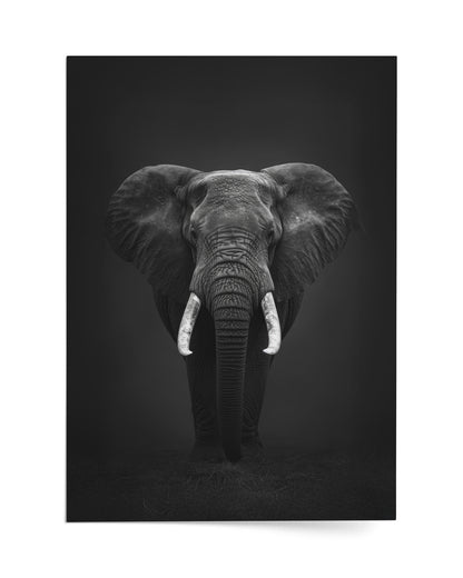 Ivory Monarch in the Night