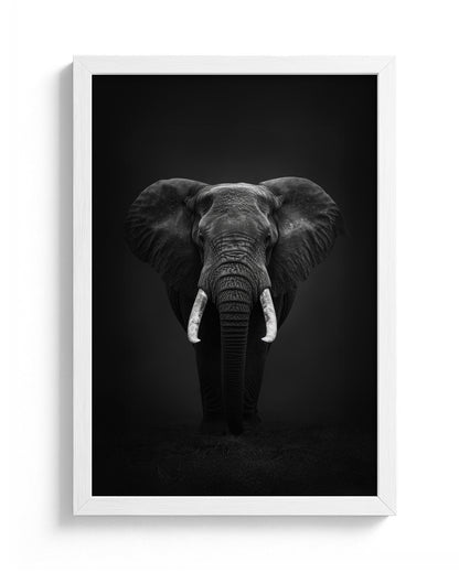 Ivory Monarch in the Night