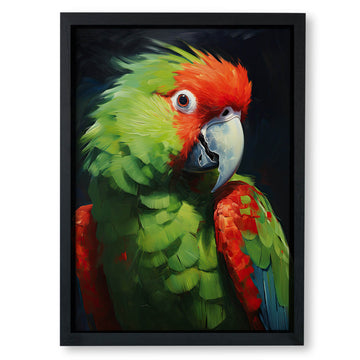 Macaw Melody