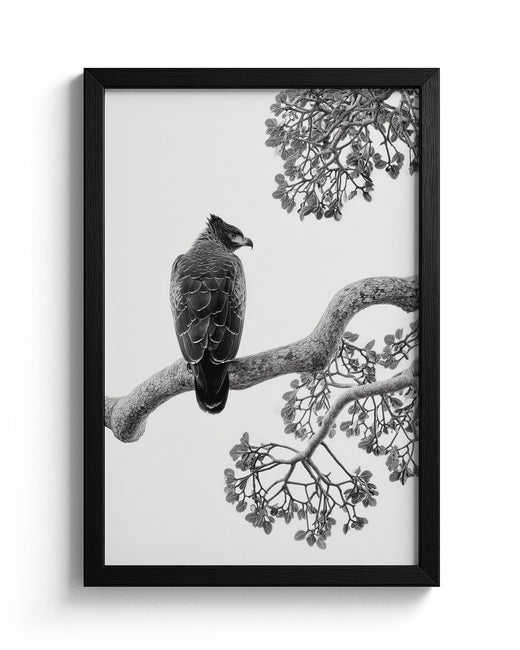 The Crowned Eagle