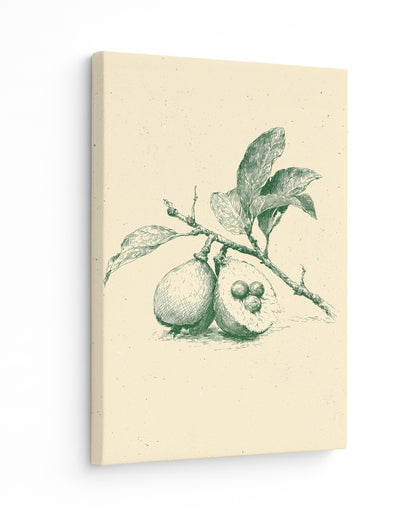 Guava - Slim Canvas