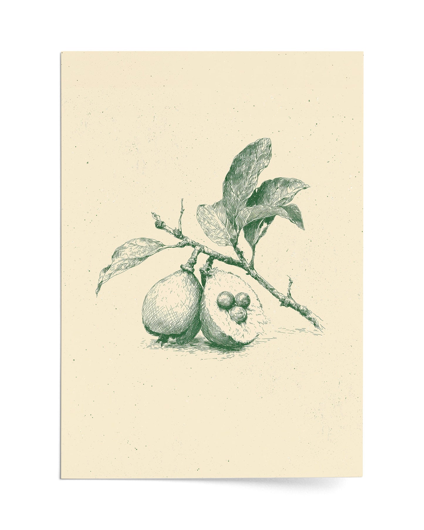Guava - Print