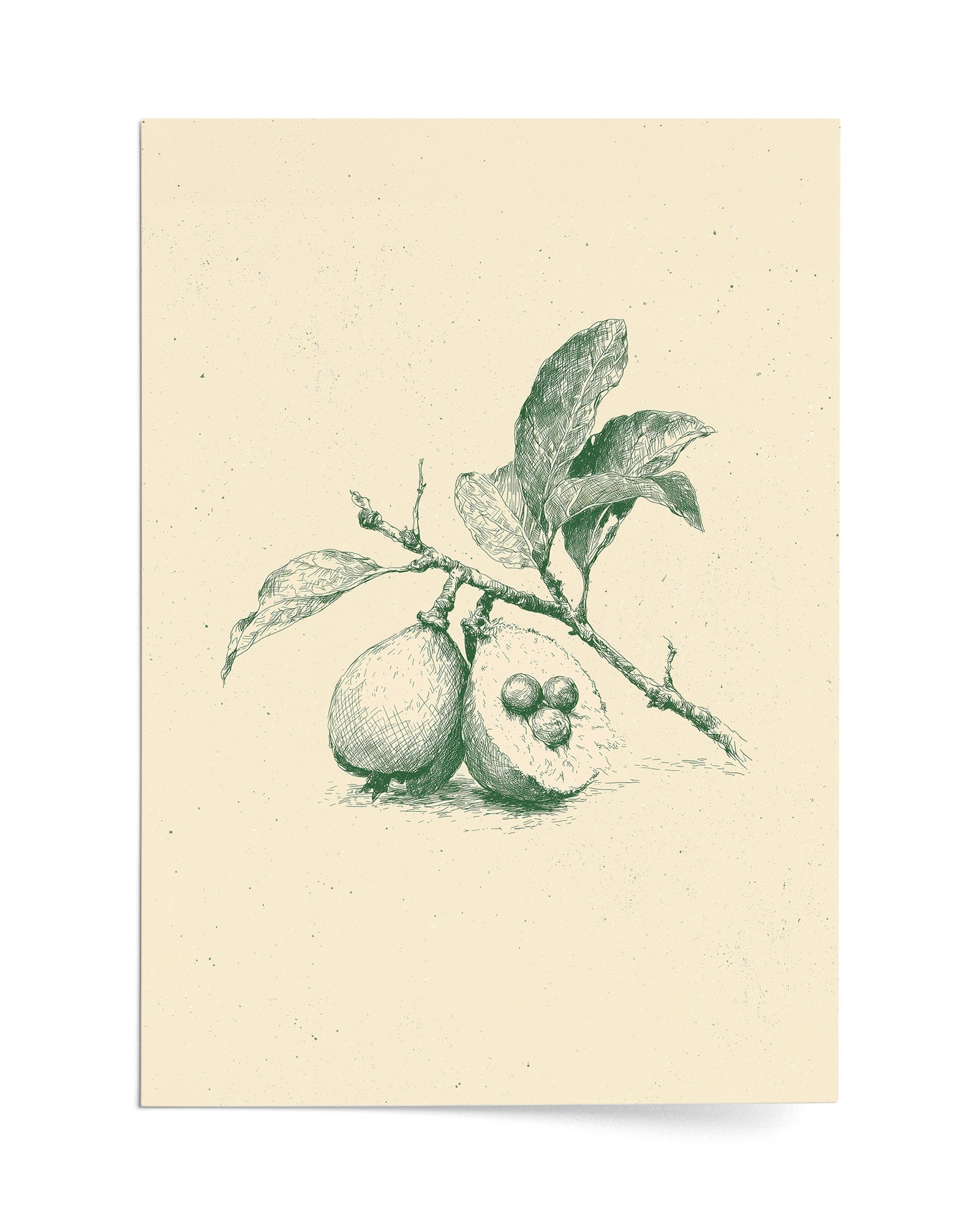 Guava - Print