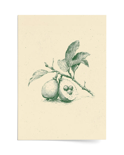 Guava - Print