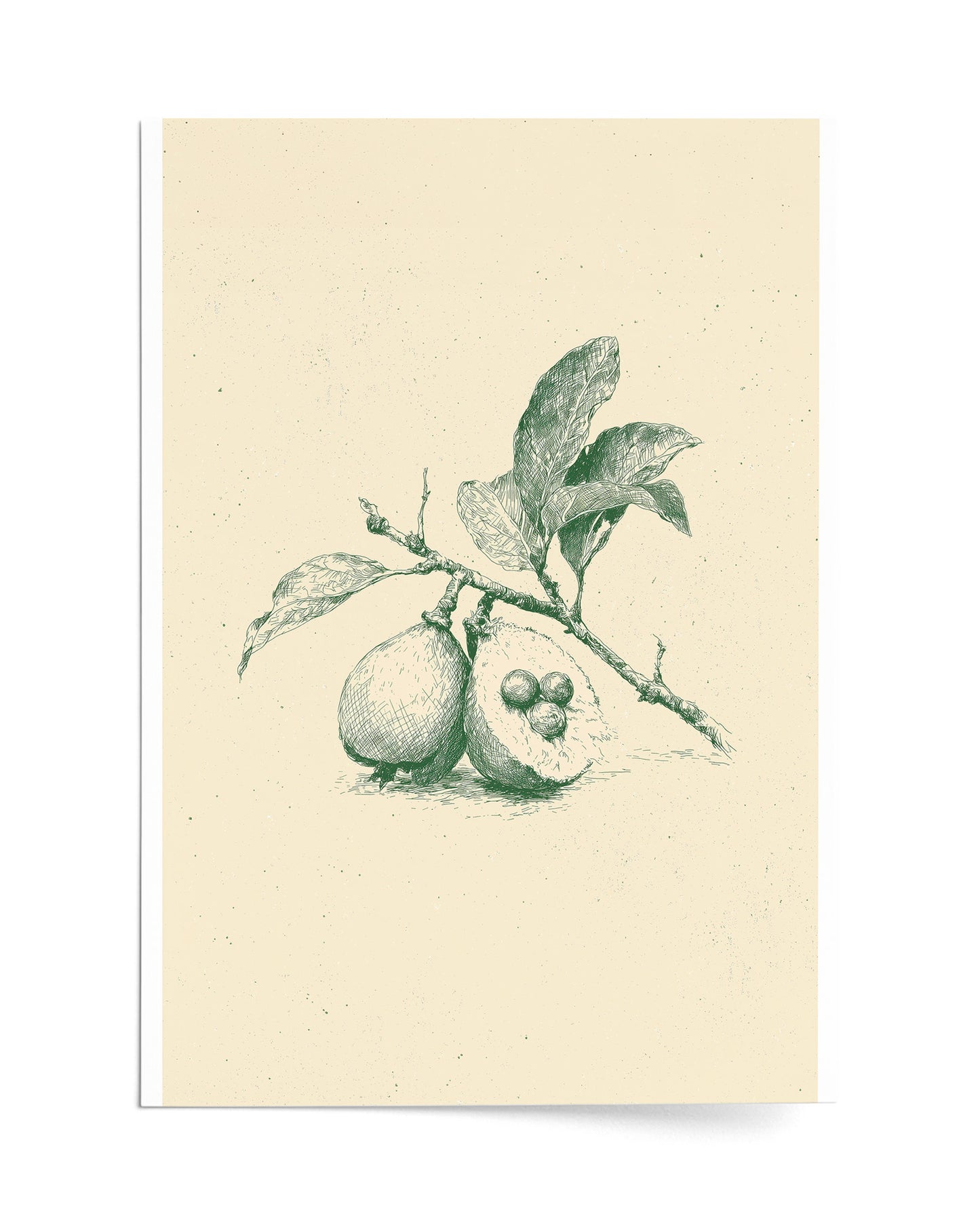 Guava - Print