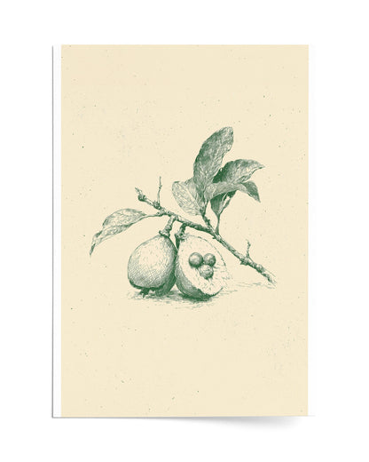 Guava - Print