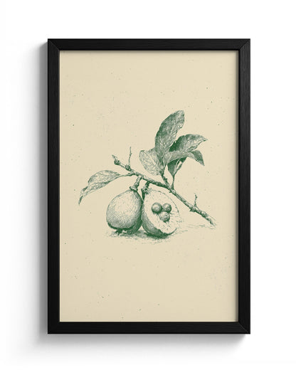 Guava - Black Frame Main