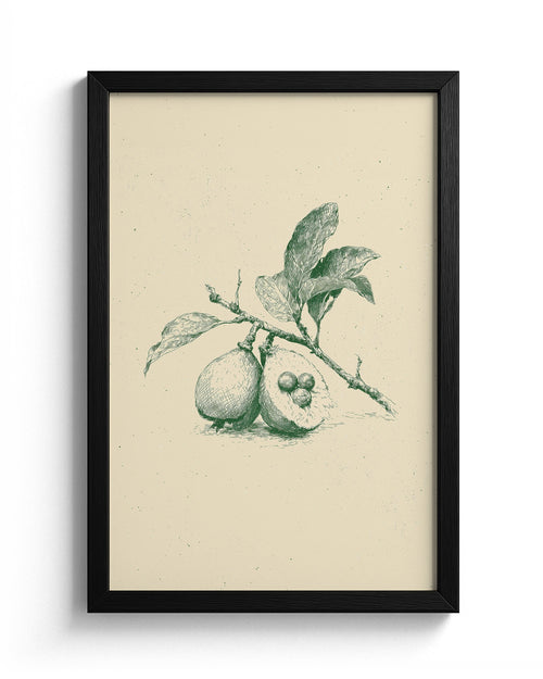Guava