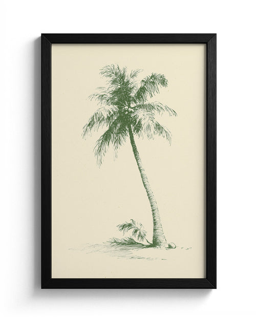 The Coconut Palm