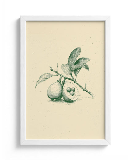 Guava - White Frame Main